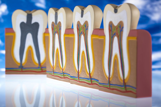 Human tooth structure