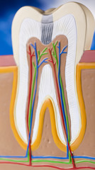 Tooth