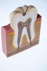 Tooth