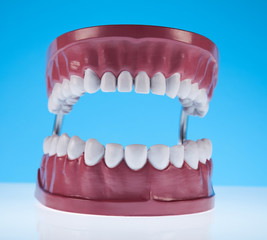 Teeth
