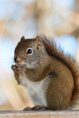 Squirrel
