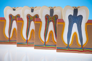 Tooth anatomy