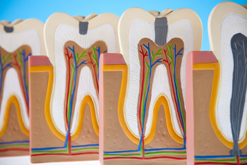 Tooth anatomy