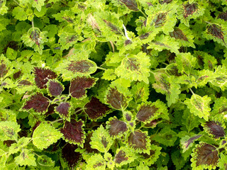 Texture of bush in red and green leaves