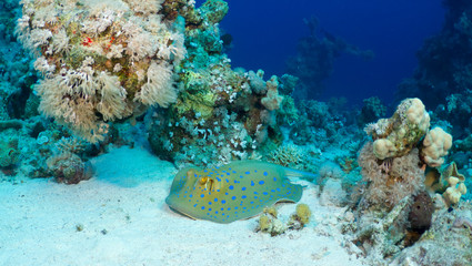 Bluespotted ribbontail ray in the Red Sea, Egypt.