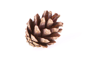 A pine cone