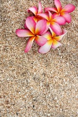 pink Leelawadee flower on the white sand