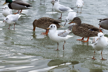 winter, ducks and gulls
