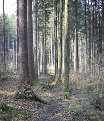 Obraz premium waldidylle