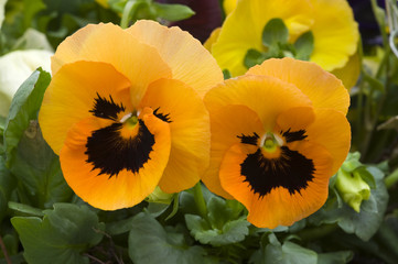 orange pansy flowers