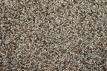 blue poppy seed