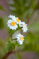 Daisy flowers