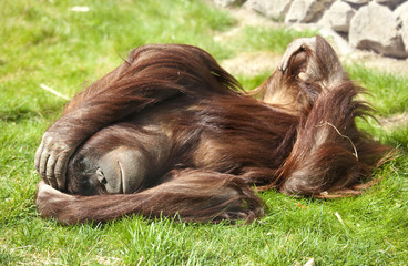 Orangutan in zoo © Elena Schweitzer