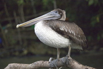 Pelican au repos