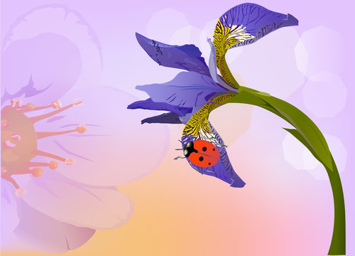 iris and small red ladybird illustration