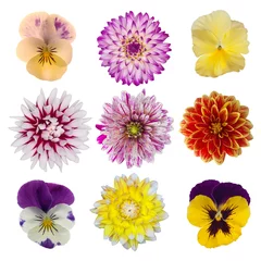 Selbstklebende Fototapete Dahlie Sammlung von Dahlien-Gänseblümchen und Stiefmütterchen isoliert auf weißem Rücken