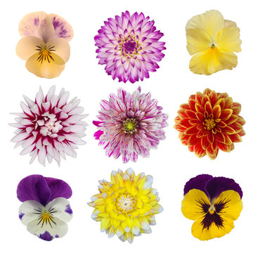collection of dahlia daisies and pansies isolated on white backg