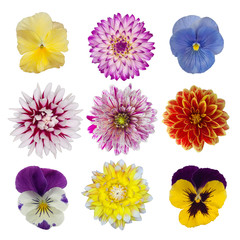 collection of dahlia daisies and pansies isolated on white backg