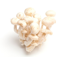 white beech mushrooms isolated on white