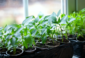 plants of paprika in plastic cups