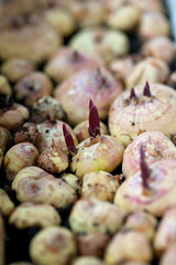 growing flower bulbs
