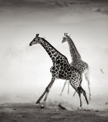 Giraffes fleeing