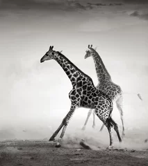 Papier Peint photo Lavable Girafe Girafes en fuite