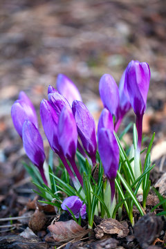 crocus flower in early spring