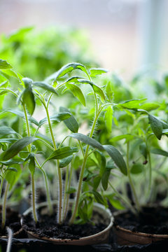 Plant Of Tomato At Window Sill