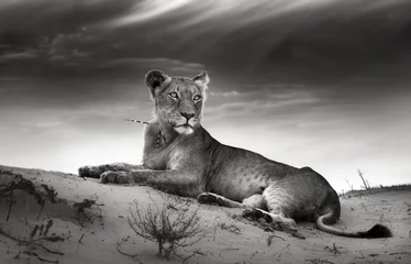 Photo sur Aluminium Noir et blanc Lionne sur la dune du désert