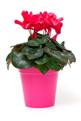 red cyclamen isolated on white background