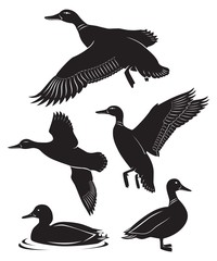 duck
