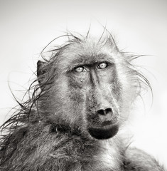 Portrait de babouin mouillé