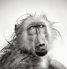 Crédence de cuisine en verre imprimé Noir et blanc Portrait de babouin mouillé