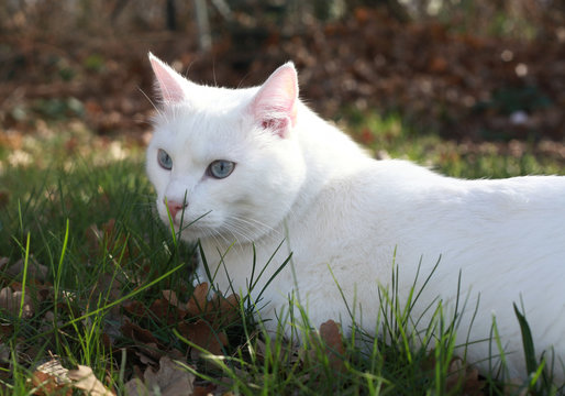 170 Best Chat Blanc Images Stock Photos Vectors Adobe Stock