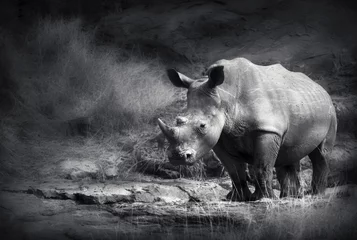 Papier Peint photo Lavable Noir et blanc Rhinocéros blanc