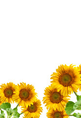 Obraz premium The beautiful sunflower