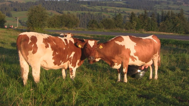 Milking cow outdoors, Podhale, Poland