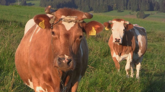 Cows outdoors, Tatras Mountain, Podhale, Poland
