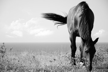 Obraz premium Black and white picture of horse