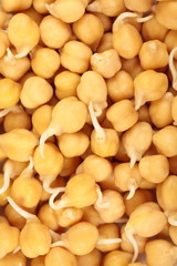 Germinated chick-pea grains as background