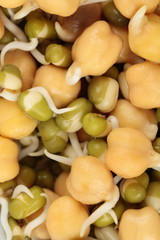 Germinated mung and chick-pea grains as background