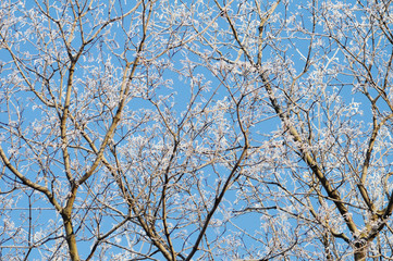 Frozen branch against blue sky