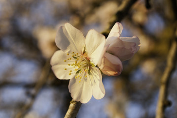 Flor almendro &aacute;rbol, Mallorca, Islas Baleares