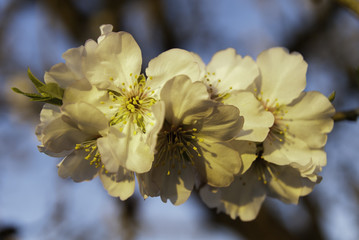 Flor almendro &aacute;rbol, Mallorca, Islas Baleares