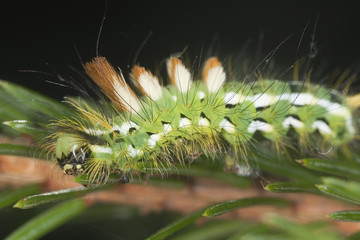 Calliteara abietis moth larva feeding on fir, macro photo