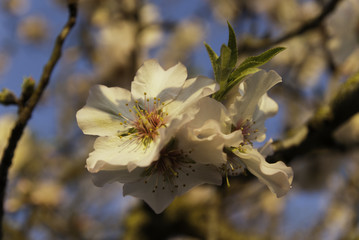 Flor almendro &aacute;rbol, Mallorca, Islas Baleares