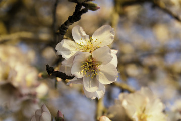 Flor almendro &aacute;rbol, Mallorca, Islas Baleares