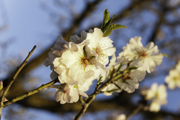 Flor almendro &aacute;rbol, Mallorca, Islas Baleares