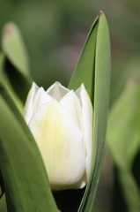 tulpe 75